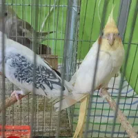 عروس هلندی
