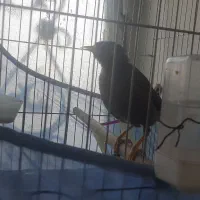 فروش عروس هلندی و مینا