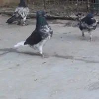 گمشده دوتا عگس دوتا هم هست کفتر کبوتر|حیوانات|قم, بنیاد|دیوار