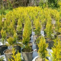 فروش کاج لاوسون طلایی