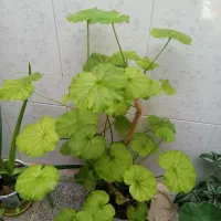 2تل گل باهم|گل و گیاه طبیعی|نهاوند, |دیوار