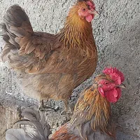 تخم مرغ|خوردنی و آشامیدنی|مشهد, توس (بلوار توس)|دیوار