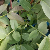 پسته پیوندی تضمینی با قیمت عمده|خدمات باغبانی و درختکاری|شیراز, شاهچراغ|دیوار