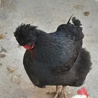 مرغ تخم گذار جوون