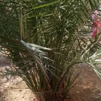 نخل سویدانی اصل|گل و گیاه طبیعی|شادگان, |دیوار