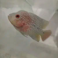 فلاور هورن رد دراگون|ماهی|بجنورد, |دیوار