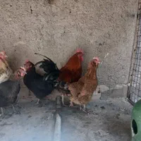 مرغ و خروس محلی و لاری|حیوانات مزرعه|بهارستان, |دیوار