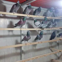 کفتر پلاکی|پرنده|یزد, |دیوار