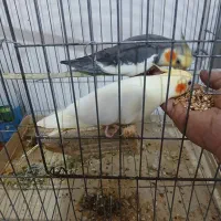 مرغ عشق و عروس هلندی بفروش می‌رسد