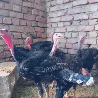 بوقلمون محلی