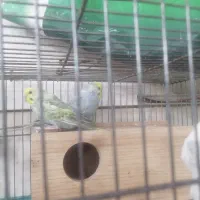 مرد عشق پرنده|پرنده|قم, علی آباد سعدگان|دیوار