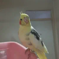 عروس هلندی گم شده