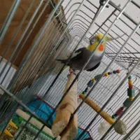 جفت عروس هلندی