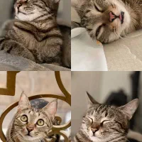 گمشده