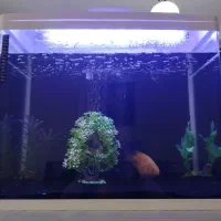 آکواریوم شرکتی شیشه خم به همراه ماهی و لوازم