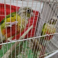 گرینچینگ|پرنده|مشهد, موعود|دیوار