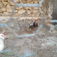 فروش سه عدد مرغ و دو عدد خروس