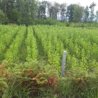 فروش نهال صنوبر ۱ ساله