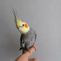 یک جفت عروس هلندی دستی