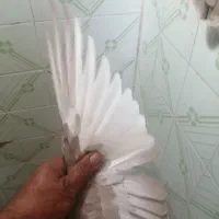کفتر جفتی|پرنده|شیراز, شهرک والفجر|دیوار