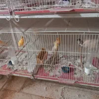 ماده قناری|پرنده|قم, گلزار|دیوار