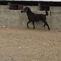 اسب
