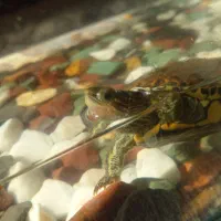 دوزیست هم تو اب هم تو خشکی|خزنده|تربتحیدریه, یحیی آباد|دیوار