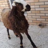 دو عدد بره نر دورگ چالی بوم