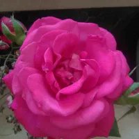 آژانس گلستان