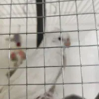 فروش عروس هلندی