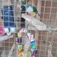 فنچ گلدین و فنچ نرگسی و فنچ کینگ