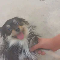 سگ پارمر زیباوباادب خیلی زیبا