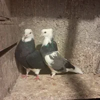 کفترتهرانی