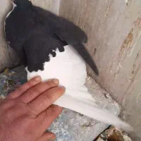 کبوتر خوشرنگ کاکلی .چپ کاکلی