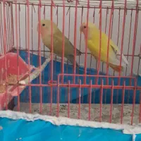 طوطی برزیلی|پرنده|پاکدشت, حصار امیر|دیوار