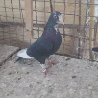ماده پلنگ|پرنده|رفسنجان, |دیوار