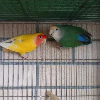 جفت طوطی برزیلی یا کوتوله برزیلی