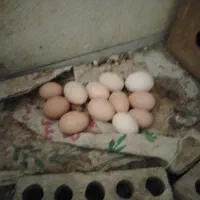 تخم نطفه دار برهما