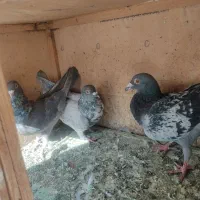 کفتر پلاکی|پرنده|تهران, یافتآباد|دیوار