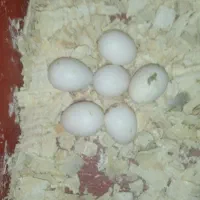 عروس هلندی|پرنده|قشم, |دیوار