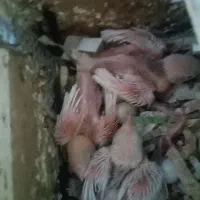 جفت مولد فنچ نرگسی با جوجه