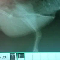 دامپزشک پرندگان غرب تهران|خدمات پیشه و مهارت|تهران, اباذر|دیوار