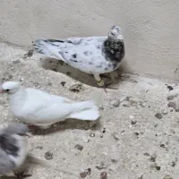 کبوتر|پرنده|مشهد, فریزی|دیوار