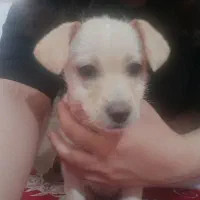 سگ پاپی|سگ|مشهد, شهید قربانی|دیوار