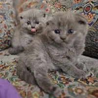 گربه اسکاتیش بریتیش طوسی بلو