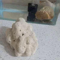 اکواریوم و لوازم|ماهی|تهران, امیریه|دیوار