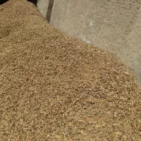 پوسته بادام سایه خشک