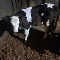 گوساله نر|حیوانات مزرعه|قیدار, |دیوار