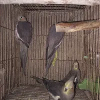 عروس هلندی ماده بالغ ۴تا