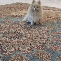سگ پامر